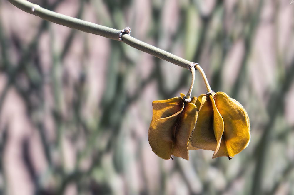 Wo die kleinen Kartoffelchips herkommen