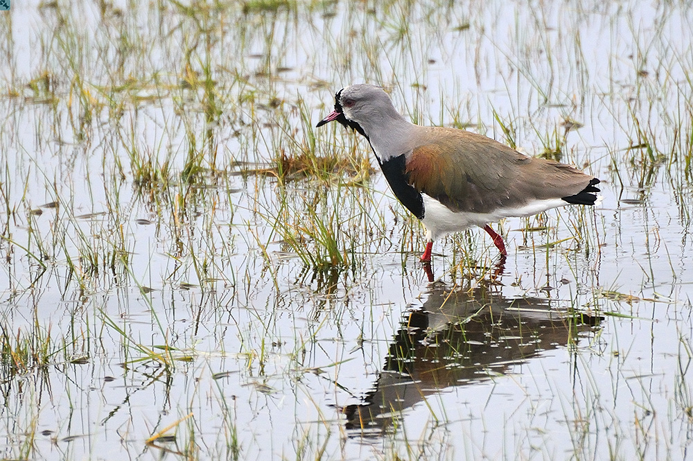 Das charakteristische Flugbild...