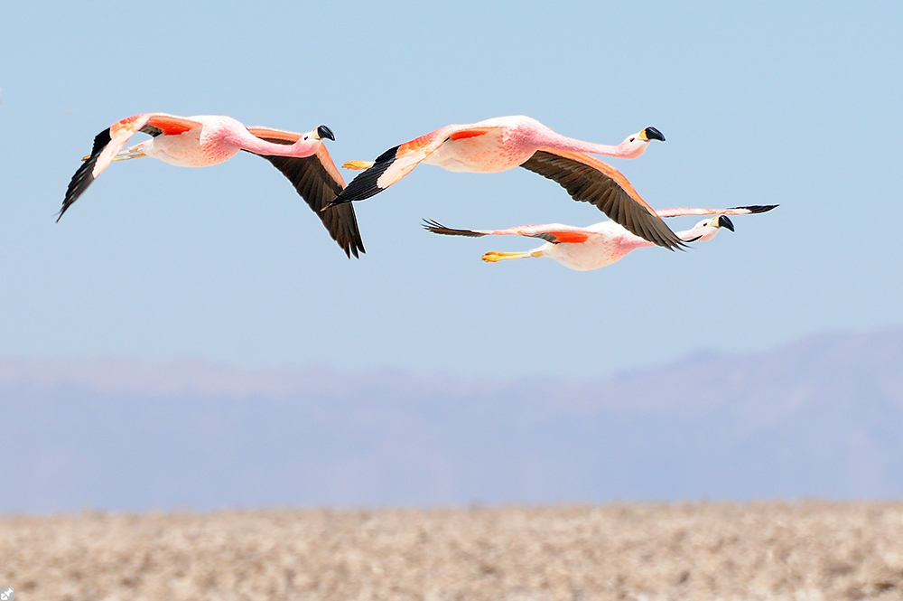 Das Salzsee Geschwader
