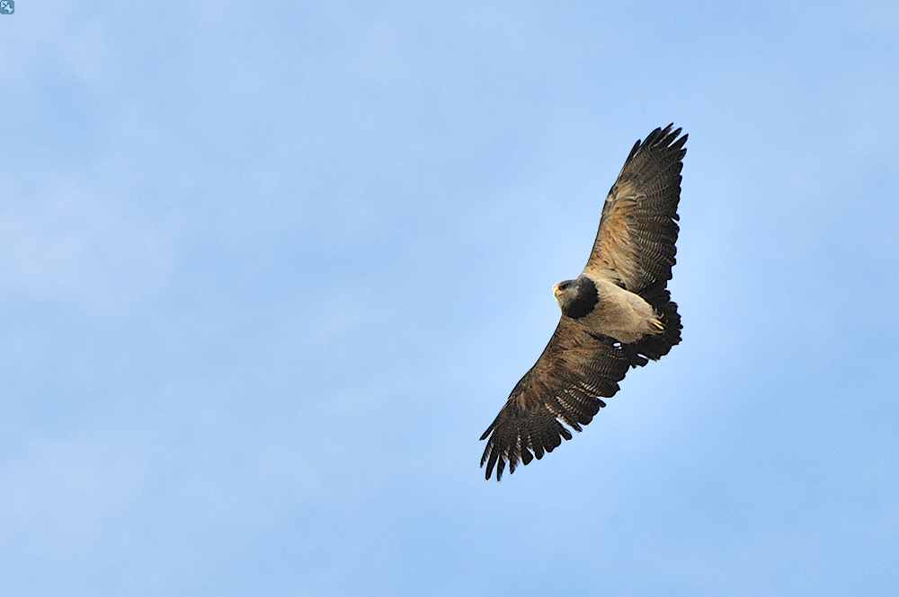 Der Adler, der kein Adler ist
