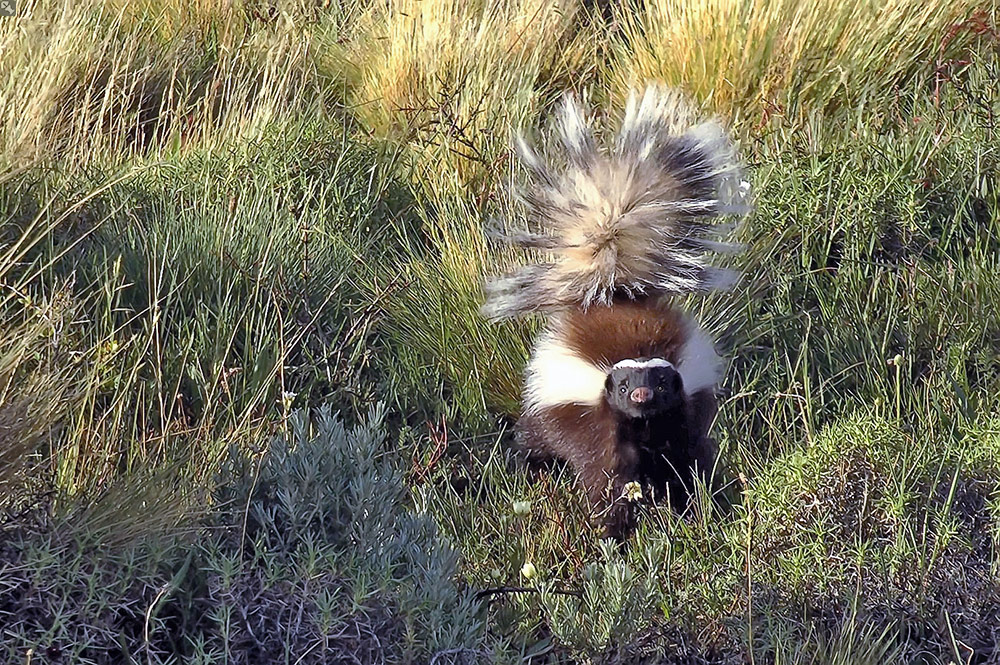 Ein mutiges Kerlchen