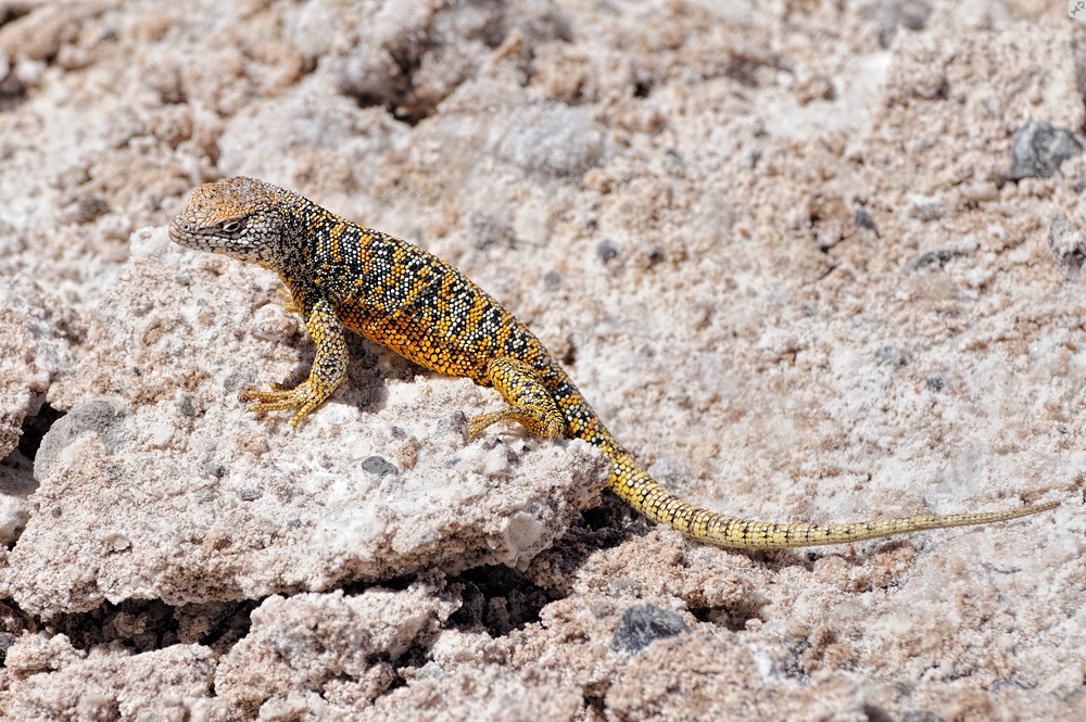 Kein Problem mit dem Winterdienst...