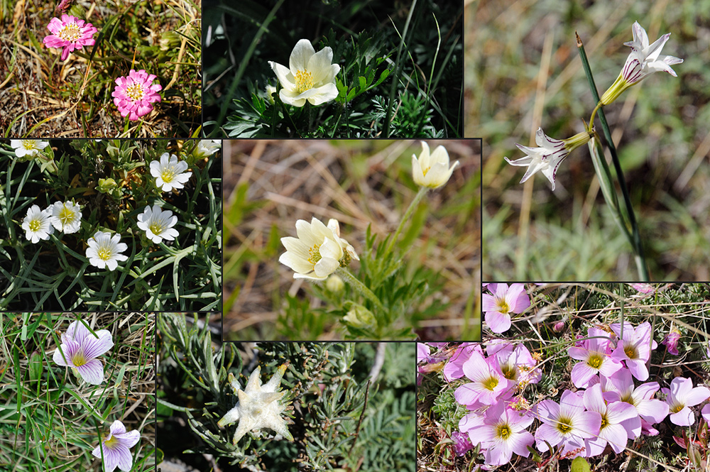 Klein und verborgen...