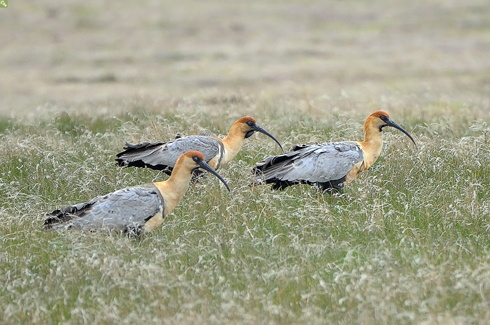 Kräftige rote Beine