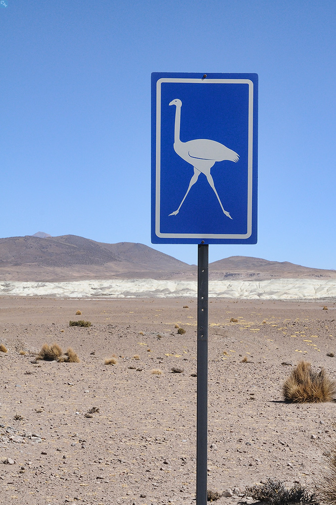 Achtung – kreuzende Nandus!