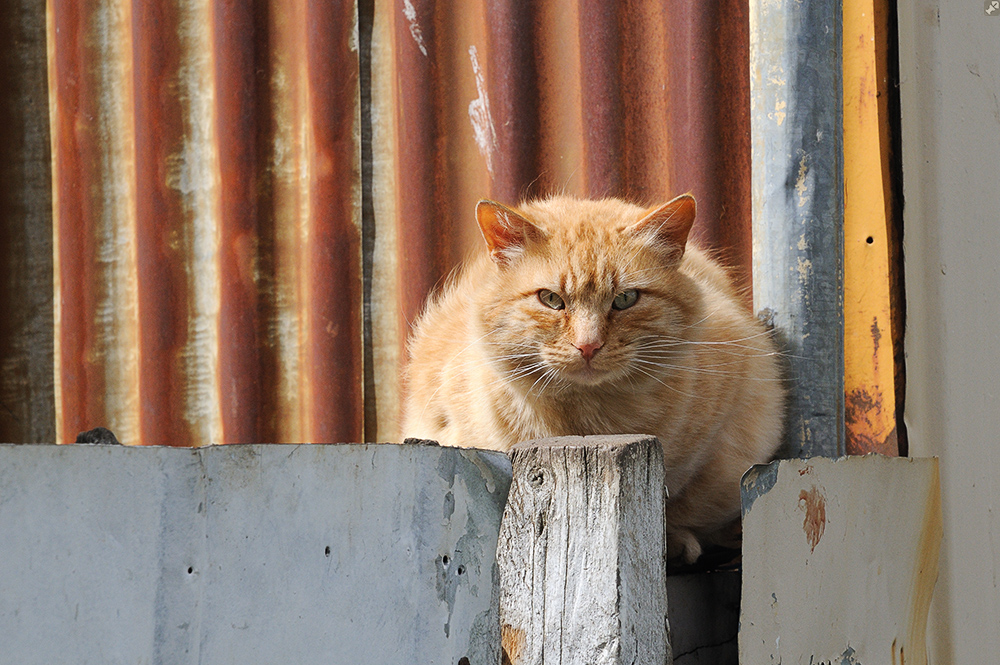 Misstrauisch beäugt