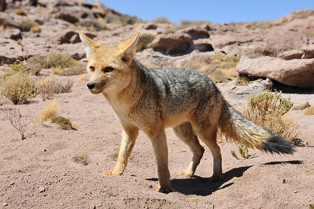 Multiple Persönlichkeit
