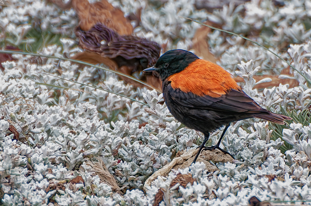 Patagoniensporntyrann