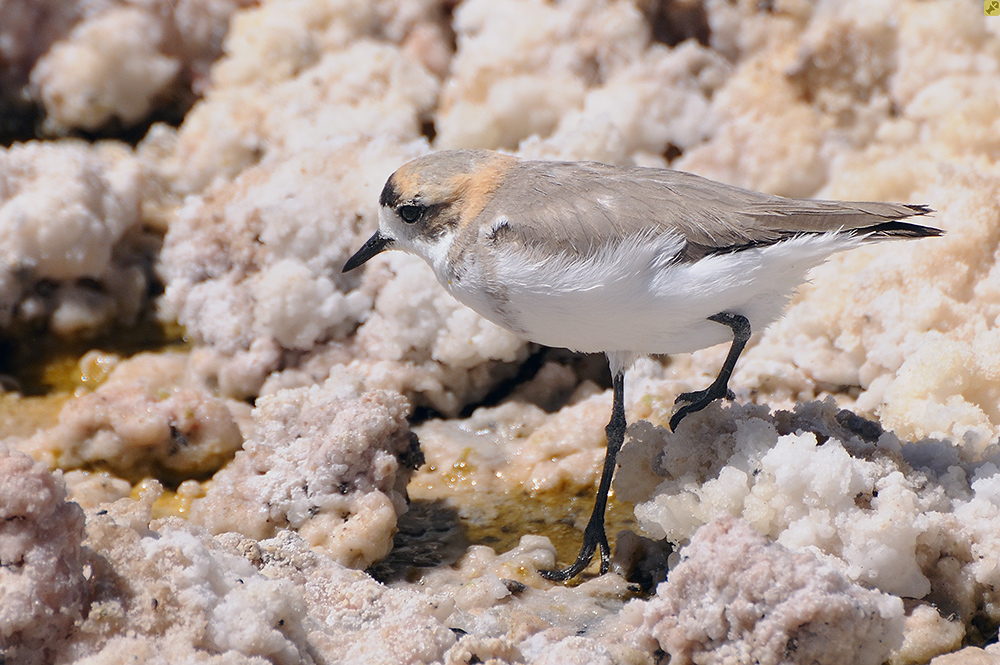 Puna Plover