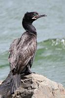 Biguá  Obwohl der Biguá, wie dieser Kormoran auf spanisch heißt, bevorzugt auf solchen kleinen Felsen auf vorbeischwimmende Beute lauert, ist er der einzige seiner patagonischen Kormoran-Verwandten, der sich gelegentlich auch zum Ansitz auf ufernahe Bäume schwingt. Zum Losfliegen benötigt er eine lange Anlaufstrecke auf dem Wasser, über dem er dann im Tiefflug patrouilliert. Beim Stoßtauchen nimmt das Gefieder Wasser auf, so dass auch die Olivenscharbe wie die meisten anderen Kormorane anschließend das Gefieder zum Trocknen dem Wind und der Sonne darbietet.     Neotropic(al) Cormorant  (Nannopterum brasilianum, Syn.: N. brasilianus, Syn.: Phalacrocorax olivaceus, Syn.: P. brasilianus)   Humboldtscharbe od. Olivenscharbe