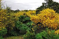Blütenpracht  Dank unserer Reisezeit im November kamen wir in den Genuß, den im Südfrühling exzessiv blühenden Ginster bewundern zu können. Sollte man insbesondere die Insel Chiloé zu dieser Jahreszeit beschreiben, so käme einem als allererstes das Adjektiv "gelb" in den Sinn. Ginster, wohin das Auge blickt. Und zwar nicht der uns bekannte kleinblütige Ginster, sondern eine Variante, deren Büsche an die drei Meter Höhe erreichen und deren Blüten ungefähr dreimal so groß wie die des heimischen Ginsters sind. Nichtsdestotrotz ist der Busch eigentlich ein eingeführter Schmarotzer, der ebenso wie die fast überall anzutreffende Lupine die einheimische Vegetation massiv verdrängt.  Die großen grünen Blätter hingegen gehören zum sogenannten Riesenrhabarber, der zwar nichts mit unserem Rhabarber zu tun hat, diese Assoziation aber unweigerlich heraufbeschwört. Die Nalca  (Gunnera tinctoria)  kommt in ganz Südchile und angrenzenden argentinischen Regionen vor und ist ebenfalls im November am Blühen. Dies ist auch die Zeit, wo die Pflanzen geerntet werden, denn der Stengel soll – verfeinert mit einer Prise Salz – genießbar sein. Wir sahen jedenfalls in Temuco Straßenhändler, die ganze Bündel dieser bis zu 80 cm langen Stengel zum Verkauf feilboten. Obwohl der Riesenrhabarber oder Mammutblatt in Chile heimisch ist, haben wir ihn auch schon in Costa Rica bewundert und selbst in Neuseeland gibt es Bestände, die allerdings verwilderte Gartenpflanzen sein sollen.