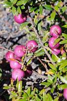 Chaura  Die chilenische Zwergscheinbeere (Gaultheria poeppigii) ist ein Heidekrautgewächs, welches gerne auf den vulkanischen Böden der gemäßigten mittleren Regionen Chiles wächst. Neben ihrem attraktiven Aussehen haben wir sie im Verdacht, auch der Rohstoff einer chilenischen Likörspezialität zu sein, die uns ein sehr engagierter Kellner in einem  Speiserestaurant in Valdivia  wortreich empfahl. Wir haben uns überreden lassen und waren von dem fruchtigen Getränk sehr angetan.  Aber obwohl Maren Spanisch spricht, haben wir nicht in Erfahrung bringen können, wie der Likör heißt und ob es wirklich genau diese Beere war, aus der er hergestellt wurde. Es war halt die einzige einheimische, rosafarbene Beere die zur Erklärung paßte... :-).