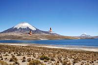 Dem Himmel schon ziemlich nah  Auch wer den weiteren Weg durch den Altiplano scheut – einen Abstecher ins Hochland unternimmt fast jeder Tourist, der den Norden Chiles besucht. Von Arica aus führen Tagesausflüge in den Lauca NP, die aber nicht ganz ungefährlich sind, weil nicht jeder den nur wenige Stunden dauernden Anstieg von Null auf über 4500 m gesundheitlich verkraften kann. So sollte man sich, um bei der Betrachtung dieses fantastischen Panoramas nicht mit Kopfschmerzen und Unwohlsein in den Seilen zu hängen, mindestens einen Tag Anpassungszeit auf 3000-3500 m gönnen.   Derart ausgeruht genießt man am Ufer des Lago Chungará einen der schönsten Anblicke des Nordens: links der 6330 m hohe Parinacota, rechts davon – schon weit auf bolivianischem Gebiet liegend – der 6520 m hohe Sajama. Der Lago Chungará wird allgemein als der weltweit am höchsten gelegene See bezeichnet. Auch wenn es zweifelhaft ist, dass dies stimmt (denn einige der Kraterseen der umliegenden Sechstausender liegen noch höher), fühlt es sich hier oben schon ziemlich unirdisch an – noch dazu, wenn einem in dieser Einsamkeit unversehens zwei Chileflamingos in die Aufnahme fliegen.