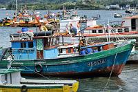 Ein buntes Gewimmel...  ...von Fischerbooten erwartet den Reisenden in Dalcahue, einem kleinen Hafenstädtchen an der Ostküste der Insel Chiloe. Der Begriff "hue" bedeutet "Ort" und die Silben "Dalca" bezeichnen das tradionelle Ruderboot der chilotischen Indianer, die hier bereits in präkolumbianischer Zeit einen Stützpunkt unterhielten, von dem aus sie in den Kanälen zwischen den vorgelagerten Inselchen fischten.  Mittlerweile soll das Los der einheimischen Fischer gar nicht mehr so wildromantisch sein, wie es die zahlreichen Boote nahelegen. Seit Jahren betreibt Chile Lachszucht in großem Stil – mit den gleichen negativen Konsequenzen für die einheimische Wasserfauna, wie überall, wo industrielle Zuchtfarmen betrieben werden. Die Unmengen an künstlich ernährtem Lachs produzieren eine derart große Abfallmenge, dass die Fischwelt ganzer Meeresarme der Vergiftung zum Opfer fällt. Wie überall sinkt auch hier der Ertrag der kleinen Fischer, die der Marktmacht der großen Konzerne hilflos ausgeliefert sind.
