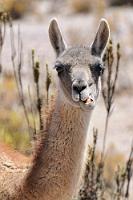 Ein skeptischer Blick...  ...ist es wohl eher nicht, den uns dieses Guanako zuwirft. Vielmehr ist es mit dem Zermahlen des harten, dornigen Getrüpps befaßt, von dem sich die Gruppe im kargen Hochland ernährt. Die Pflanzenfresser schlucken ihre Nahrung noch relativ grob vorgekaut in ihren Vormagen, aus dem sie später hochgewürgt und wiedergekäut wird. Trotzdem gehören diese Kamele zoologisch nicht zu den Wiederkäuern! Eine Reihe von mehreren Magenkammern, die für Kameltiere typisch sind, erleichtern das Aufschließen der nährstoffarmen Nahrung.