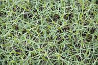 En détail  Erst beim nahen Hinsehen offenbart sich die fiese Natur dieser kuschelig aussehenden Pflanzenpolster.  Was uns immer wieder erstaunte, ist die offensichtliche Schmerzunempfindlichkeit der wild zwischen den dicht an dicht wachsenden Puscheln herumspringenden Guanakos. Die haben nicht mal Wadenschoner!