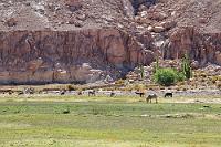 Grüne Inseln  Der Weg zum "Valle del Arco Iris" führt durch einen von farbigem Sandstein begrenzten Canyon, in dem das Flüßchen Río Salado mehr stillsteht als fließt. Links und rechts von ihm bildet ein schmaler Streifen Grün einen frischen Farbkontrast in der trockenen Wüste, abgeweidet von frei herumlaufenden Eseln, die sicherlich jemanden gehören, der aber nicht zu sehen ist.