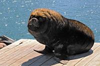 Imposant, aber übler Mundgeruch!  Neben den Marktständen am Kai stehen diese hölzernen Plattformen auf Stelzen im Wasser. Ob es sich bei diesen, in verschiedenen Ebenen angeordneten Holzstegen um Anleger für Boote oder um speziell für die Seelöwen errichtete Ruheplätze handelt, wissen wir nicht. Wir nutzten aber die Gelegenheit, diesem imposanten Bullen fotografisch dicht auf's Fell rücken zu können – die intensiven Ausdünstungen nach Fisch zielorientiert ignorierend ;-).