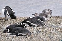 Jungschar  Ja, ich weiß, dass der Begriff christlich 'besetzt' ist. Er paßt nur so gut und kommt mir jedesmal in den Sinn, wenn ich dieses Foto der jungen, noch nicht endgültig ausgefiederten Magellan-Pinguine  (Spheniscus magellanicus)  betrachte. Wie alt die Jungtiere sind, weiß ich nicht, sie scheinen mir aber nicht aus der aktuellen Brut zu stammen – sooo schnell wächst kein Vogel. Vielleicht sind es ja 'Jährlinge', falls es sowas gibt? Wenn jemand Genaueres weiß: Nur zu!