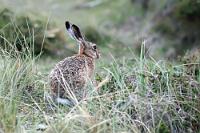 Kein Pampashase...  sondern ein gewöhnlicher Feld-, Wald- und Wiesenhase beobachtet das Treiben der Pinguine auf der Halbinsel Seno Otway. Wir hätten schon gerne  'echte' Pampashasen oder 'Maras' gesehen, die sich aber nicht blicken ließen...