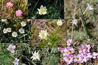 Klein und verborgen...  ...in meist dichtem Gras wachsen oftmals interessante Blütenschönheiten heran. Man findet als relativ ziellos suchender Laie selbst nach umfassender Google Suche keine Artnamen für diese Pflanzen, so dass diese Zusammenstellung patagonischer Bodenblüher namenlos bleiben muß.  Eigentlich sollte die Collage acht verschiedene Exemplare zeigen. Nach Fertigstellung und genauerem Hinsehen waren's plötzlich nur noch sieben... ;-)  Aus nachvollziehbaren Gründen gibt's hier auf keine Geodaten!