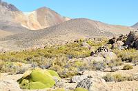 Kurz VOR dem Höhepunkt ;-)  Nur genährt von Tau und schmalen Rinnsalen, die aus der Schneeschmelze der meist schon zu Bolivien gehörenden Hochgebirgswelt resultieren, können lediglich das spröde Ichugras, kleine Polylepsiengehölze und die zur Familie der Doldenblütler gehörende Yareta  (Azorella compacta)  überleben. Die an Korallen erinnernde, immergrüne Pflanze wächst sehr langsam und bildet weich und schmusig aussehende Polster, die sich bei näherem Hinsehen aber als hart und holzig erweisen. Diese Gewächse verleihen der wüstenhaften Punalandschaft neben dem rotbraunen Sandstein der Hangabbrüche die einzigen farbigen Akzente.