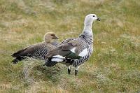 Mann und Frau  Von den vier am häufigsten in Chile anzutreffenden Gänsearten zeichnet sich die Magellangans  (Chloephaga picta)  durch einen ausgeprägten Geschlechtsdimorphismus aus. Im Gegensatz zu den nahezu gleichgefärbten Paaren bei den Anden-, Graukopf- und Rotkopfgänsen unterscheiden sich die Geschlechter der zu den Halbgänsen zählenden Magellangans erheblich. Das braune Weibchen und ihr grauweißer Gatte sind trotz des zahlreichen Vorkommens in Südamerika recht scheu und nicht immer einfach vor die Kamera zu bekommen. Während die Andengans hauptsächlich in den nördlichen Regionen Chiles anzutreffen ist, tritt die Magellangans vornehmlich südlich des 30. Breitengrades auf.  Die Tiere erreichen eine Größe von bis zu 65 cm und sind mit über 3 Kilo Gewicht eine stattliche Erscheinung. Sie brüten in den offenen Grasebenen des Südens, wobei die mehrjährig zusammenlebenden Paare meist in der Nähe von Gewässern flache Erdmulden anlegen, in die bis zu 8 Eier gelegt werden. Beide Elternvögel teilen sich die Brutpflege und nach ca. 30 Tagen schlüpfen die Jungen.  Da die Gänse sehr wohlschmeckend sein sollen und sie als vermeintliche Nahrungskonkurrenten von Schafen angesehen wurden, hat man ihnen lange Zeit nachgestellt. Glücklicherweise sind die Populationen so groß, dass der Bestand nie ernsthaft gefährdet war. Nach entsprechenden Untersuchungen weiß man heute, dass der von ihnen angerichtete 'Schaden' im Weideland weit überschätzt wurde. Die prämienbelohnten Abschüsse wurden seither eingestellt, die Farmer machen einen Bogen um die Brutbiotope und man toleriert sich heute allgemein.