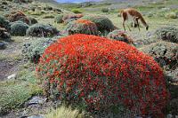Mmmh, flauschig...  Auf die Guanakos mit ihrem weichen Fell mag das zutreffen, auf die 'Rote Polsterpflanze' trotz ihres Namens eher nicht. Die Angelsachsen haben der herben Natur von  Anarthrophyllum desideratum  mit den Bezeichnungen 'Fire Tongue' oder – noch passender – 'Scarlet Gorse' (scharlachroter Stechginster) besser Rechnung getragen. Wie viele der Pflanzen, die unter den strengen Witterungsbedingungen Patagoniens gedeihen, ist auch dieser im Frühling leuchtend blühende Busch stark verholzt. Ein gemütliches Hineinsetzen ist also nicht angeraten.