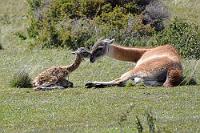 Noch keine halbe Stunde alt  Auf den Fahrten durch den Parque Nacional Torres del Paine sieht man ständig links und rechts der Straße Herden von grasenden Guanakos. Offensichtlich waren wir in der geburtenstarken Jahreszeit vor Ort und konnten jede Menge erst tagealter Jungtiere beobachten, die ihren Müttern nicht von der Seite wichen.  Diese Stute entdeckten wir in ungefähr 50-60 m Abstand von der Straße. Neben sich ein wohl erst vor wenigen Minuten geborenes Fohlen, denn das Fell des Jungtieres war noch klitschnass.