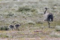 Papa paßt auf!  Denn Papa ist bei den Darwin-Nandus  (Rhea pennata)  derjenige, welcher mit der Aufzucht des Nachwuchses betraut ist (Mutti macht derweil Karriere...).  Auch wenn man's fast nicht glauben mag: wir haben mehr Kondore gesehen (gesehen!! – nicht fotografiert!) als Nandus, obwohl in jeder Reiseliteratur vom umgekehrten Verhältnis ausgegangen wird.  Jeder, der die fast handzahmen  'Wildnandus' der Wakenitz  bei Lübeck kennt, wird sich über die Scheu der Vögel in Chile wundern. Vielleicht ist die große Fluchtdistanz aber auch auf die noch nicht lange zurückliegende Brutsaison oder die Sorge um die Jungen zurück zu führen. Die 300 mm unseres Reisezooms wurden jedenfalls beim Versuch, einen dieser Vögel formatfüllend auf den Chip zu bekommen aufs Äußerste strapaziert.   Mit diesem Bild – einem der letzten Fotos vor unserem Abflug aus Punta Arenas und dem Weiterflug über Santiago nach Hamburg – schließt unser Chile Abenteuer. All die Gründe aufzuzählen, womit Chile uns begeistert hat, erübrigt sich, wenn man die Bildunterschriften gelesen hat ;-). Hoffentlich verschlägt es uns irgendwann noch einmal hier her!
