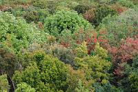 Parque Nacional Chiloé  Die Westseite der Insel ist nur karg besiedelt und so erstreckt sich in einem breiten Streifen unberührte Natur entlang der rauen Felsenküste. Ein Besuch des Nationalparks startet am Informationsgebäude der Corporación Nacional Forestal (Conaf), der chilenischen Naturschutzorganisation. Auf gut befestigten Bohlenwegen und von eingestreuten hölzernen Aussichtsplattformen hinunter kann man die vielfältige Vegetation des Küsten-Regenwaldes bewundern, die sich speziell in der Blütezeit der Bäume in einer schönen Farbenvielfalt präsentiert.  Nach dem großen Erdbeben von 1960, welches die Küstenregion stellenweise um bis zu 2 m abgesenkt hat, ist das Gelände zudem durch Brackwasser mooriger geworden, was das Wachsen eines buschigen Dickichts und feuchtigkeitsliebender Epiphyten beförderte und in dem sumpfigen Biotop einer spezifischen Tierwelt wie dem Coipo, einem otterähnlichen Geschöpf, dem chilotischen Fuchs und einer reichhaltigen Vogelwelt Lebensraum bietet.