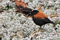 Patagoniensporntyrann  Ebenfalls zur riesigen Familie der Tyrannen gehört dieses nur 11 cm große Flycatcher-Männchen. Zum Ende November treffen wir ihn gerade in den Brutvorbereitungen an und arttypisch wuselt er emsig nach Insekten suchend über das dichte, weißblühende Pflanzenpolster in der Pinguinbucht.   Austral Negrito or Patagonian Negrito  (Lessonia rufa)  Patagoniensporntyrann