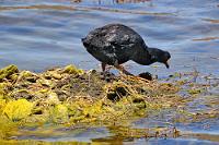 Pechschwarz  Dieses Riesenblässhuhn  (Fulica gigantea)  baut gerade an seinem schwimmenden Nest auf dem Lago Chungará im Lauca National Park. Der Partner schwimmt ganz in der Nähe, sammelt gelbes Algengestrüpp und bringt es zum Nest, wo das Weibchen es in optimaler Lage drapiert. Giant Coots macht seinem Namen alle Ehre, hat es doch mindestens die doppelte Größe und wahrscheinlich mehr als die vierfache Masse unserer europäischen Blässhühner. Mit seinem pechschwarzen Gefieder strapaziert es den Dynamikumfang unserer DSLR allerdings aufs Äußerste. Ein Aufhellen zur Sichtbarmachung der Gefiederstruktur ist deshalb leider nur auf Kosten der Bildqualität möglich.  Blässhühner gehören zur Familie der Rallenvögel und diese – man glaubt es kaum – zur Ordnung der Kraniche. Sollte also unsere heimische Kranichlinie jemals noch die Absicht haben, neben "Condor" eine weitere Fluglinie zu gründen, böte sich "Blässhuhn Air" an ;-).