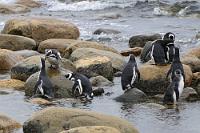 Planschbecken  Abgesehen davon, dass es sich bei diesem Planschbecken um keinen Zoopool, sondern um eine veritable Meeresbucht handelt, verhalten sich die Pinguine genauso verspielt, wie man es von Zoobesuchen gewohnt ist. Selbst die interessierten Besucher in Form von Touristen sind vor Ort, zwar von Absperrungen fern gehalten, dafür aber Zeugen von Szenen, die wahres Wildlife abbilden.