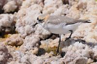 Puna Plover  Manchmal scheint es, die Touristen am Salzsee Salar de Atacama hätten nur Augen für die zahlreichen Flamingos und vielleicht noch ein paar Enten. Man sieht jedenfalls nur in die Luft und in die Ferne gerichtete Teleobjektive – während direkt neben dem Weg mindestens ebenso interessante Bewohner ihrem Tagesgeschäft nachgehen. Dazu gehört auch dieser entzückende Punaregenpfeifer, der in einem sehr begrenzten Verbreitungsgebiet in Peru, Bolivien und Chile zu Hause ist.  Chorlo de la Puna  (Anarhynchus alticola, Syn.: Charadrius alticola)  hält sich in Höhen zwischen 2500 und 5000 m auf und bevorzugt die hochgelegenen Puna Feuchtgebiete mit Frischwassertümpeln wie auch Salzmarschen als Lebensraum. Hier im Salar de Atacama hat er wie all die anderen in diesem Biotop lebenden Tiere durch die milliardenfach schlüpfenden kleinen Fliegen eine ergiebige Nahrungsquelle.