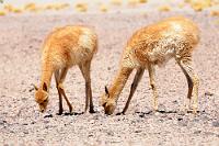 Vikuñas  Die grazilen Vikuñas sind mit einer Schulterhöhe von 1 m und einem Maximalgewicht von 50 kg die kleinsten der vier Gattungen umfassenden Neuweltkamele. Nicht nur die lateinische Bezeichnung Lama vicugna weist auf die engen verwandtschaftlichen Beziehungen zu den anderen drei Gattungen hin. Lamas, Alpakas, Guanakos und Vikuñas sind auch alle untereinander kreuzbar, so dass die Abstammungslinien der beiden 'Haustierrassen' Lama und Alpaka bis heute nicht restlos bekannt sind.  Der Lebensraum erstreckt sich über die Hochanden Ecuadors, Perus, Boliviens, Chiles und Argentiniens, wo sich die Tiere bevorzugt in einer Höhe von 3500 – 5500 m aufhalten. Meist leben sie in Familienverbänden, die von einem Bock angeführt werden. Die jugendlichen Männchen hingegen bilden Junggesellengruppen, bis sie sich durch Territorialkämpfe eigene Familienverbände geschaffen haben. Bedingt durch ihre Lebensweise in großen Höhen ist ihr Herz um ca. 50% größer als bei ähnlich großen Säugetieren und auch ihre roten Blutkörperchen sind für hohe Sauerstoffaufnahme und Transportleistung optimiert. Eine Besonderheit unterscheidet sie zudem (trotz der Kreuzbarkeit mit ihren Verwandten!) von allen anderen Paarhufern: nachwachsende untere Schneidezähne, wie sie sonst nur Nagetiere aufweisen.  War zu Inkazeiten die feine, schwierig zu gewinnende Wolle der Tiere hohen indianischen Würdenträgern vorbehalten, haben die kolonisierenden Spanier und ihre Nachkommen die Population der Vikuñas durch jahrhundertelange Nachstellung auf nahezu Null gebracht. Erst umfangreiche Schutzprogramme seit Mitte des zwanzigsten Jahrhunderts haben die Bestände wieder auf 200-300 tsd. Exemplare anwachsen lassen, so dass diese schönen Tiere heute nicht mehr gefährdet sind.  Nach wie vor lassen sich Vikuñas nicht als eingepferchte Herden halten, so dass durch die individuelle Wollschur der meist indianischen Tierfänger nur sehr kleine Mengen der Wolle auf den Weltmarkt gelangen. Entsprechend teuer und kostbar ist sie daher, so dass sich Kleidungsstücke aus Vikuñawolle sehr gut als Ausweis dekadenten Lebenswandels eignen...