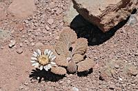 Weltsensation!  Wenn schon das Bild nur ein unscheinbares kleines Wüstenpflänzchen zeigt, muß man eben mit Superlativen um sich schmeißen, um die Leute näher heranzulocken ;o).  Dabei ist  'Urmenetea atacamensis'  tatsächlich eine bemerkenswerte Rarität. Benannt nach Hieronymus Urmeneta (1816-1881), einem chilenischen Agrarwissenschaftler, ist dieses zur Familie der Astern zählende kleine Überlebenswunder so selten, dass bei der Google-Suche lediglich ein paar Fundstellen es überhaupt erwähnen. Nach intensiver Recherche findet man wenige Bilder eines völlig verwelkten Exemplars auf einer taxonomischen Seite und nur ein einziges (!) winzigkleines Blütenbildchen bei der Google-Bildersuche. Ich erlaube mir, diesem kläglichen Zustand abzuhelfen und der Wissenschaft erstmals ein komplettes, blühendes Prachtexemplar wenigstens als Foto zur Verfügung zu stellen ;-)).  Die endemische Pflanze gedeiht auf einem absolut knochentrockenen Wüstenboden, kann zwar keinen Schnee, aber Frost bis -5°C ab und ist in ihrem Verbreitungsgebiet auf die Region um San Pedro de Atacama beschränkt. Wir entdeckten sie im "Valle del Arco Iris", einer höchst sehenswerten Felsformation nahe Río Grande bei San Pedro.  Ich kann nur dringend empfehlen, mal den eingebetteten Koordinaten auf Google Earth/Maps zu folgen. Es gibt eine wirklich beeindruckende Landschaft aus der Luft zu entdecken! Ob die Satelliten-Auflösung allerdings auch für dieses knapp 8 Zentimeter durchmessende, von rotem Staub bedeckte Pflänzlein ausreicht, wage ich zu bezweifeln...