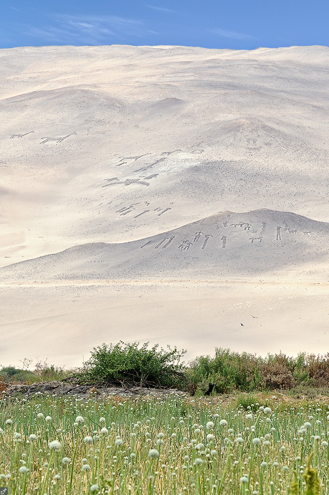 Unsere ersten Kondore!