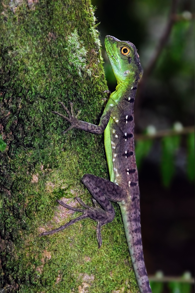 Auf großem Fuße...