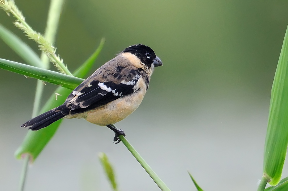 'N bißchen sehr weit weg...