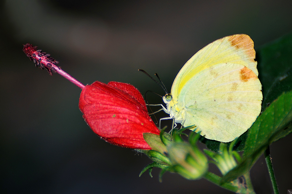 Der Blütenstengelreiter