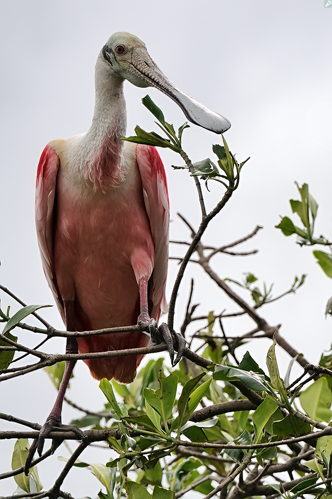 Der Löffler ist gelandet