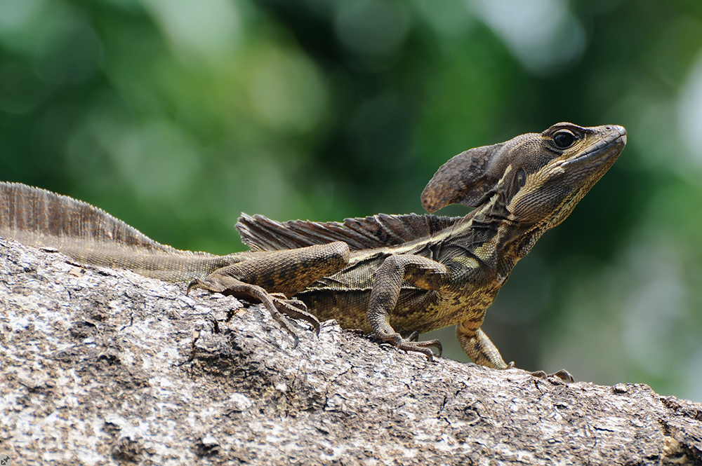 Der übers Wasser läuft...