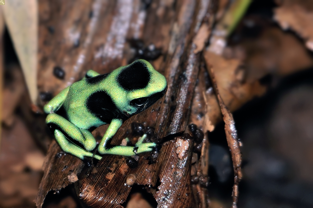 Ein goldiges Kerlchen