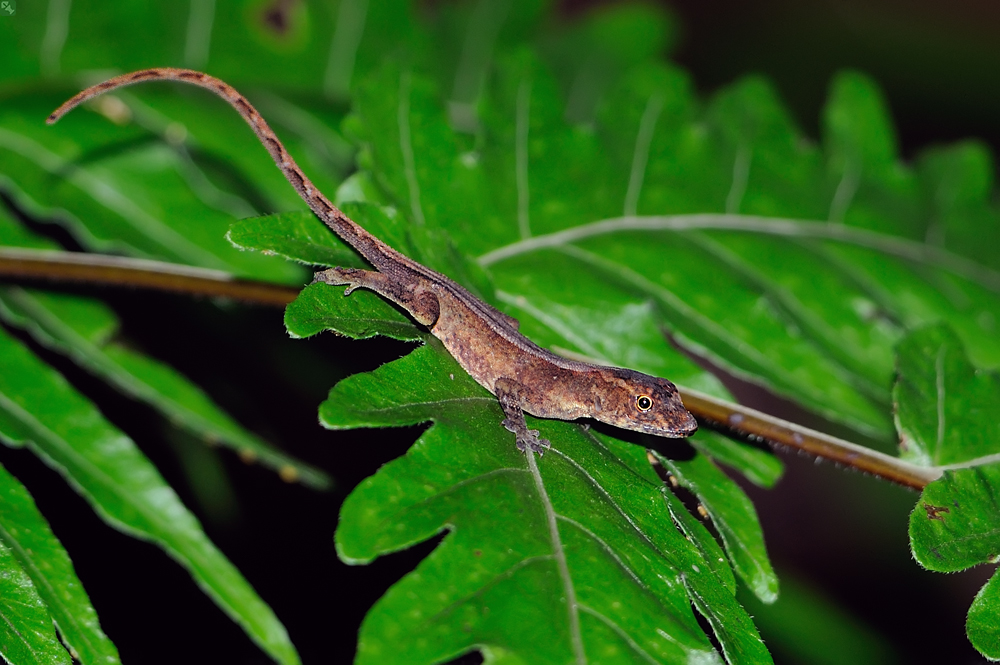 Ein leguanartiges Schuppenkriechtier