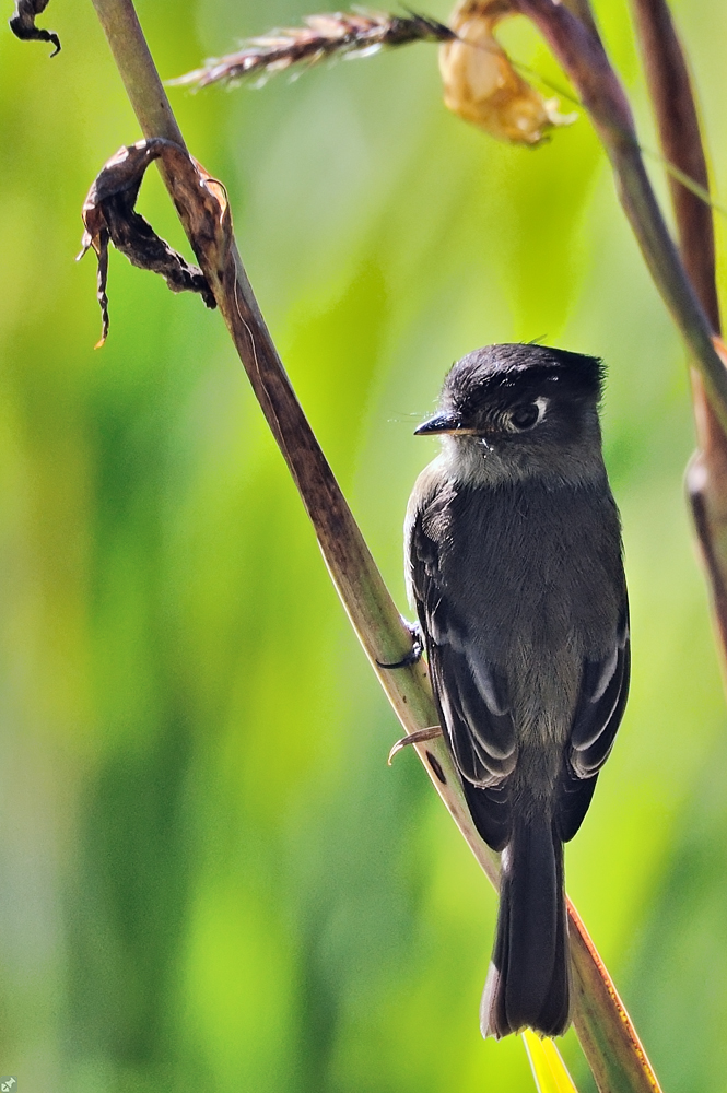 Ein Tyrann von 9 gr.