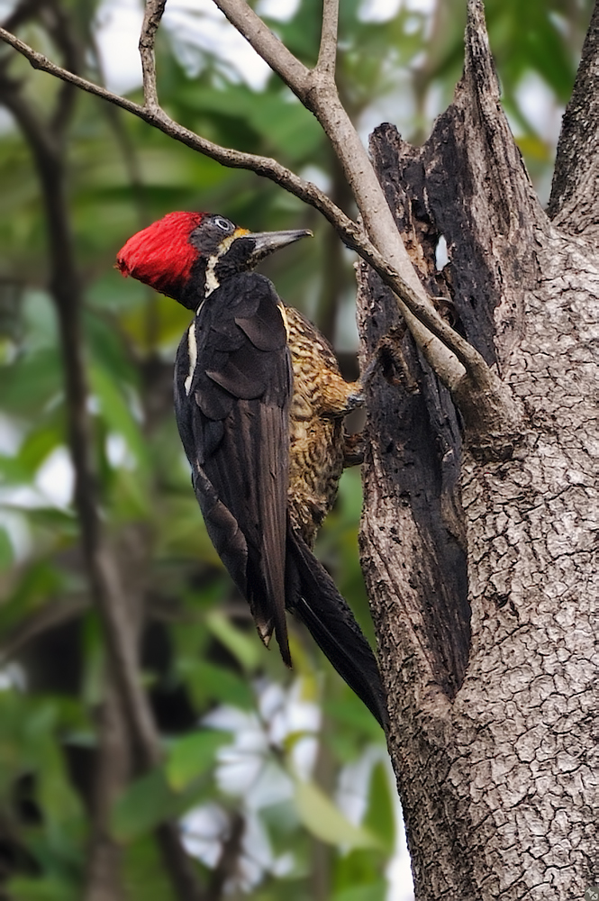 Fassungsloser Specht...