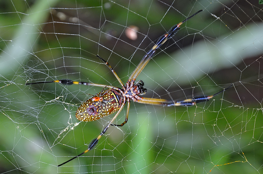 Gefährliche Liebschaften