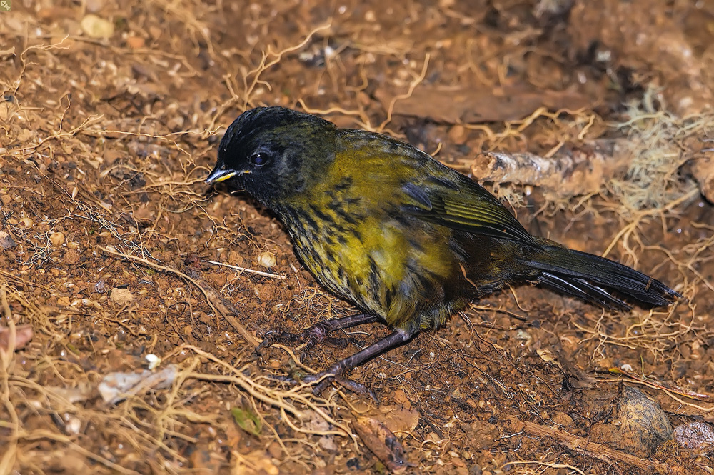 Große Füße, kleiner Schnabel