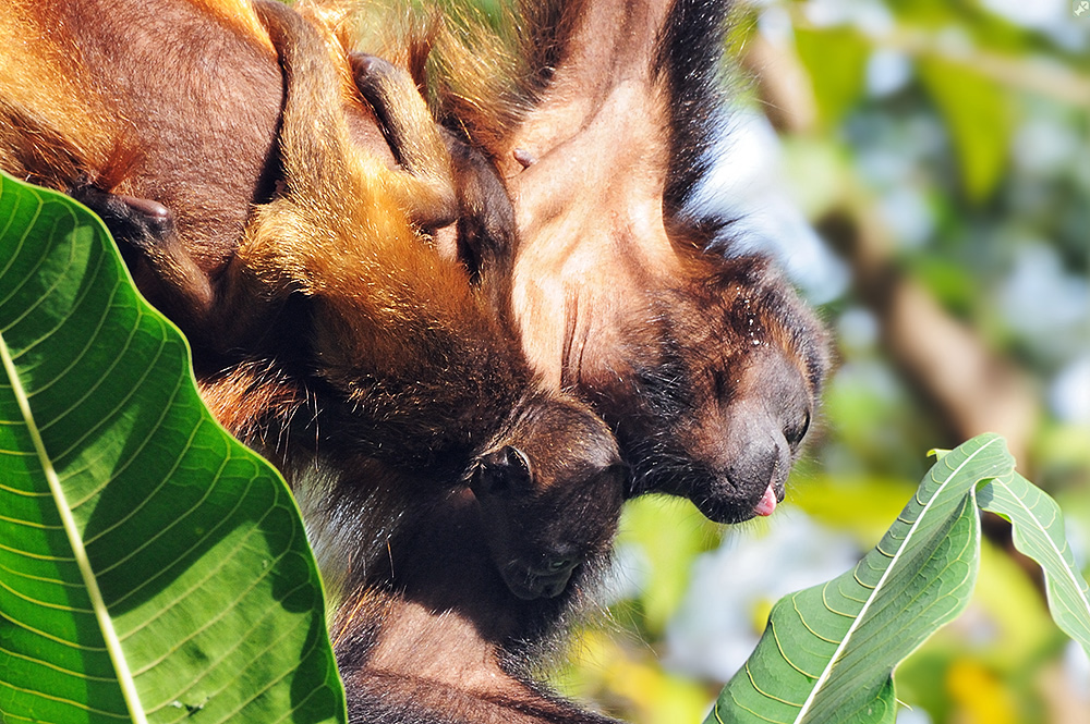 Hängendes Frühstück
